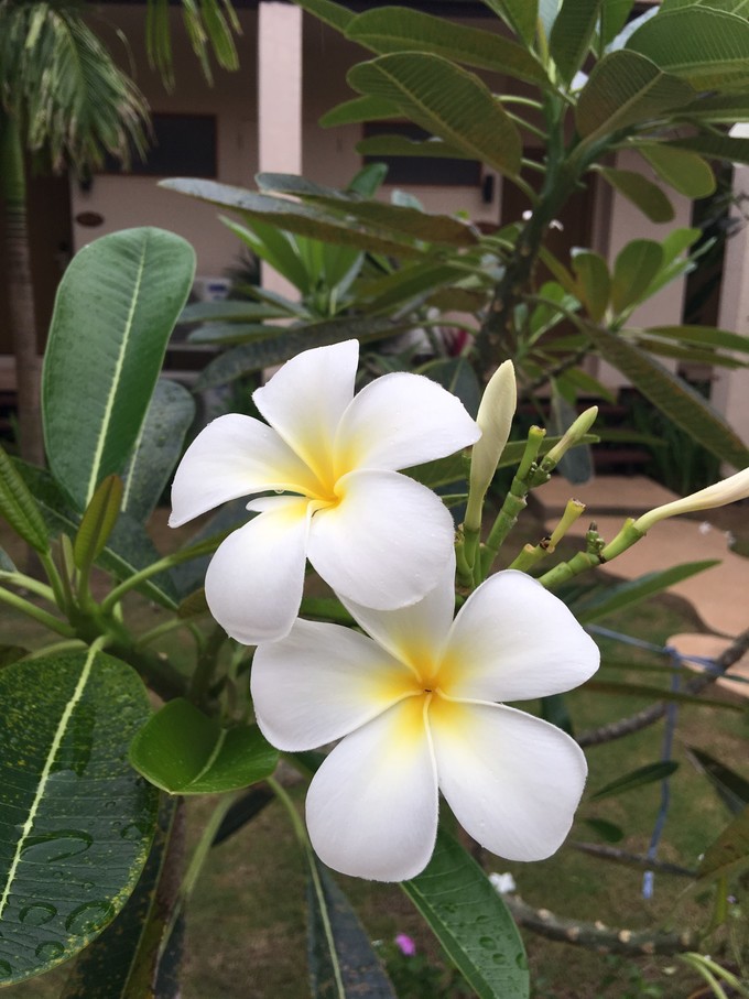 泰国普吉苏梅甲米旅游攻略,泰国游普吉甲米岛六天五晚的报价