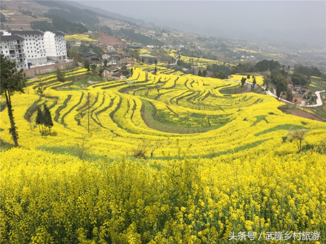重庆武隆羊角油菜花,三月油菜花风景