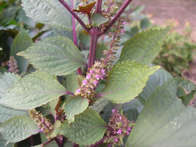 咳嗽三味药解决,三味中药治疗各种咳嗽