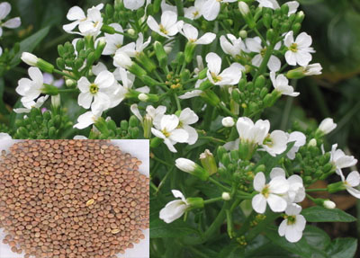 咳嗽三味药解决,三味中药治疗各种咳嗽