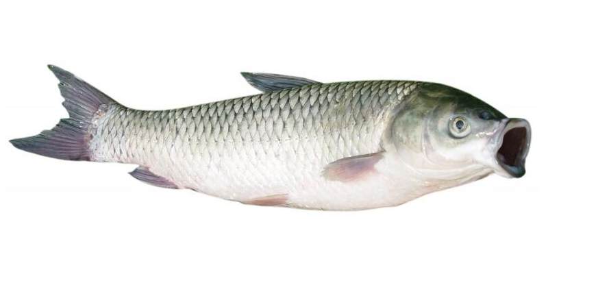 四海钓鱼频道垂钓技巧视频,四海钓鱼水库钓大鱼技巧