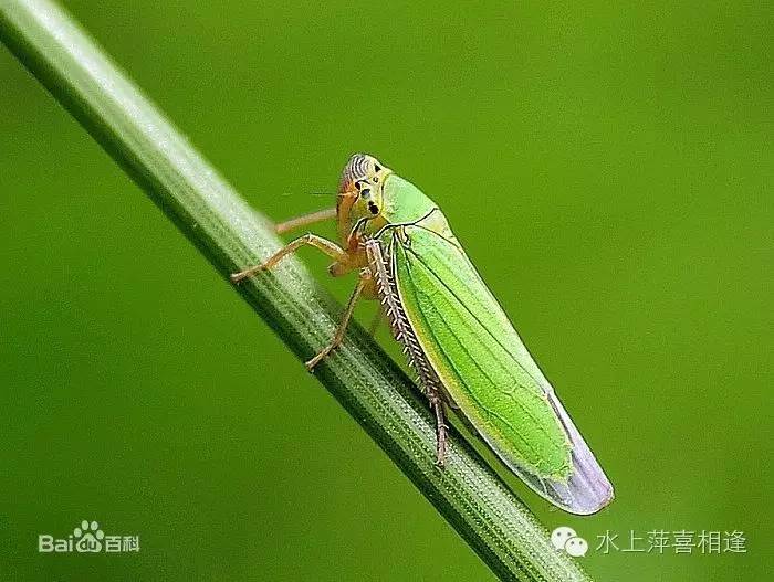 你了解知了吗,知了是全世界都有吗