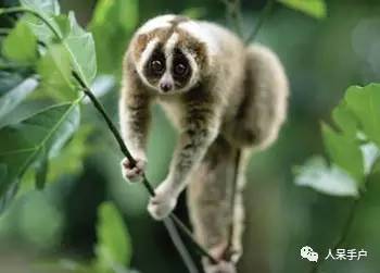 熊猫还是中国一级保护动物吗,秦金丝猴是国家一级保护动物