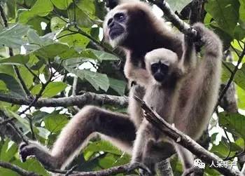 熊猫还是中国一级保护动物吗,秦金丝猴是国家一级保护动物