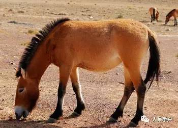 熊猫还是中国一级保护动物吗,秦金丝猴是国家一级保护动物