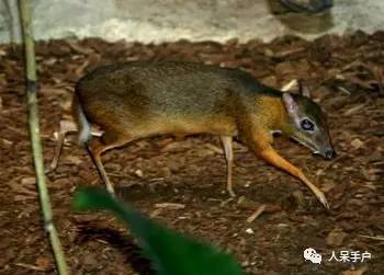 熊猫还是中国一级保护动物吗,秦金丝猴是国家一级保护动物