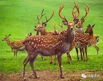 熊猫还是中国一级保护动物吗,秦金丝猴是国家一级保护动物