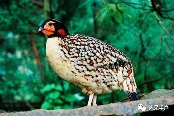 熊猫还是中国一级保护动物吗,秦金丝猴是国家一级保护动物