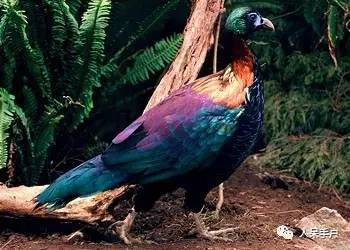 熊猫还是中国一级保护动物吗,秦金丝猴是国家一级保护动物