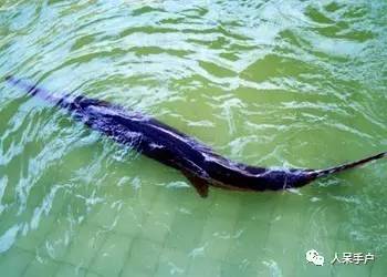 熊猫还是中国一级保护动物吗,秦金丝猴是国家一级保护动物