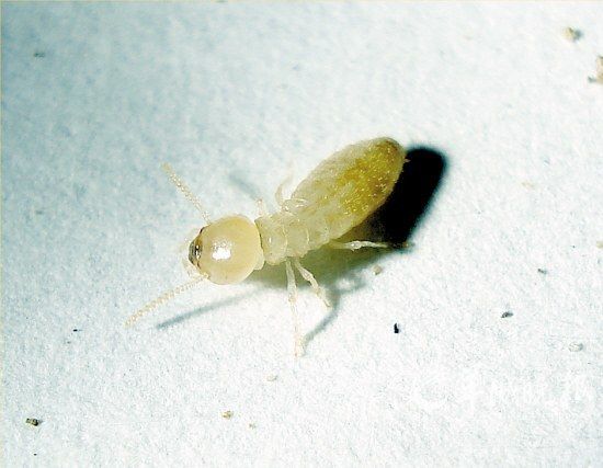 白蚁咬人危害多大,白蚁诱导盒的危害