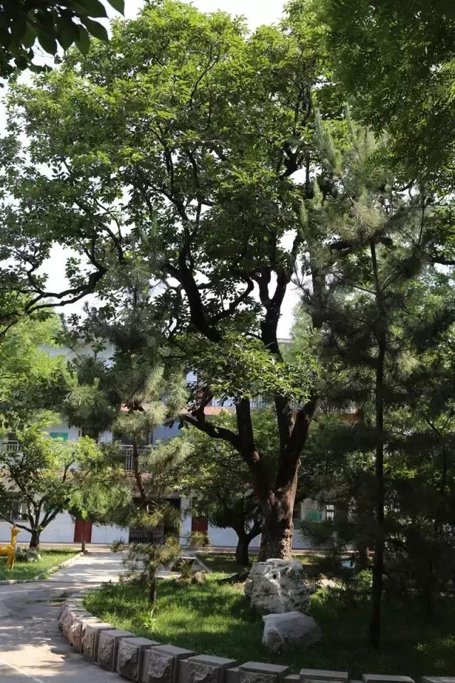 临淄辛店大武,临淄辛店大武新村