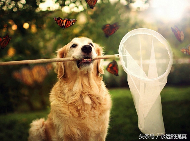 完美宠物有限公司,欢乐宠物金毛