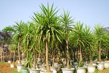 菏泽中泰牡丹花的养殖方法,河州牡丹培育方法