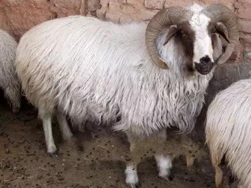 肉羊优良品种有哪些,马章全