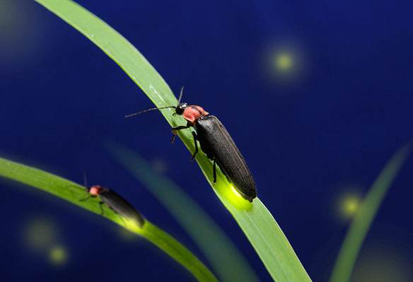 农村常吃的十种虫子,小时候能吃的八种虫子