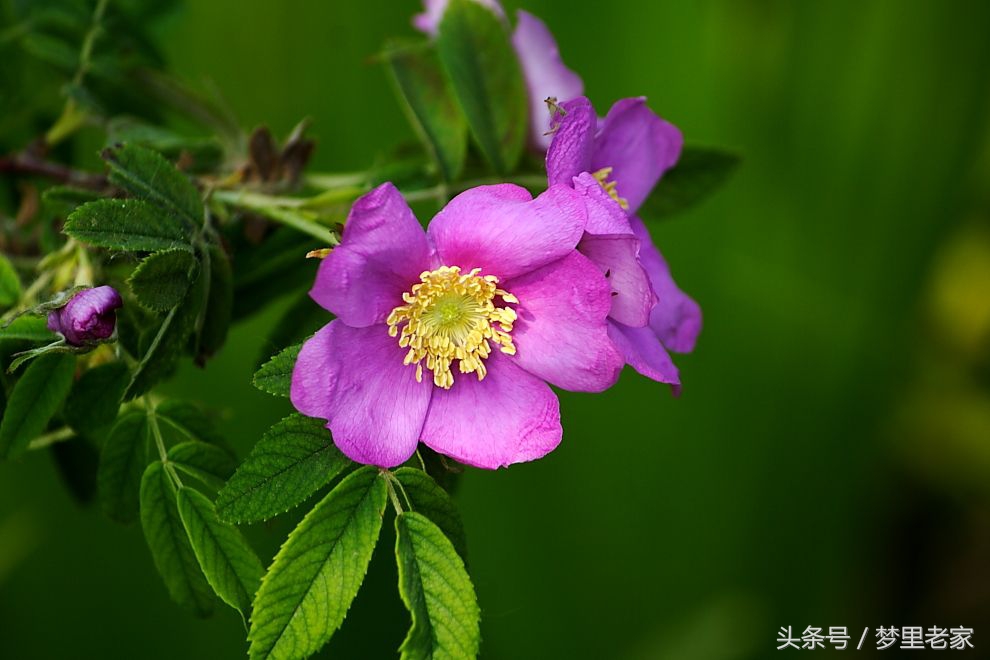 爱之徘徊（散文诗一组）