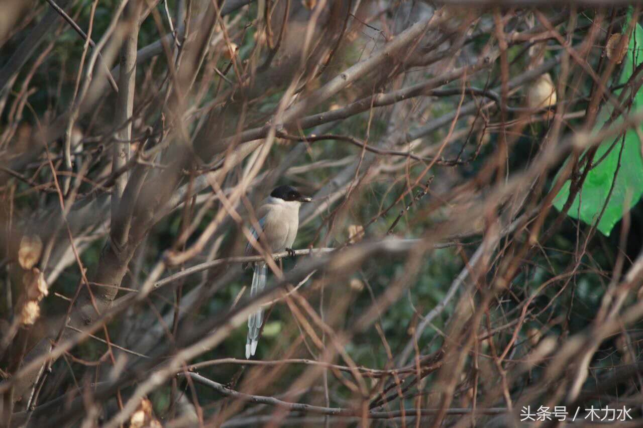 在我的老家，这种鸟十多年前就绝迹了，即使在别的地方，也不常见
