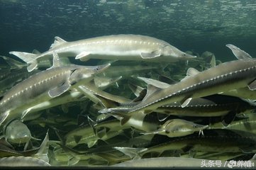 鲟鱼养殖技术书籍最新,鲟鱼养殖的可行性报告