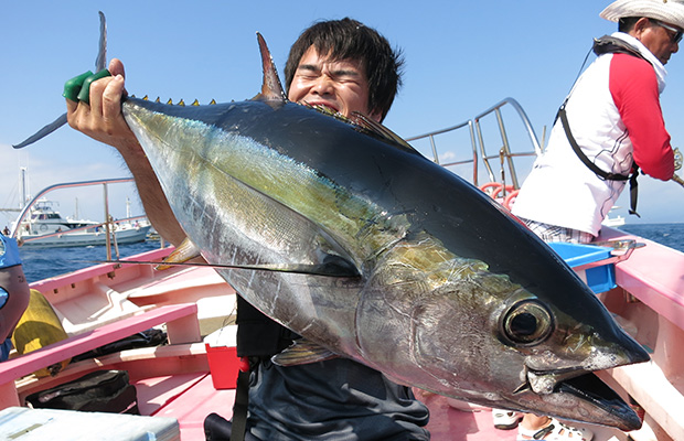 海洋里最快的动物是海豚吗,海洋中最大的生物海豚