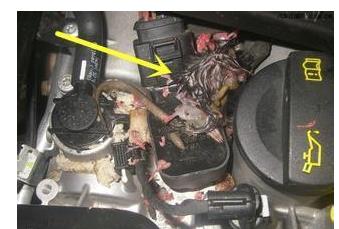 女司机车内传来阵阵腐臭，修车师傅看后，2招解决！