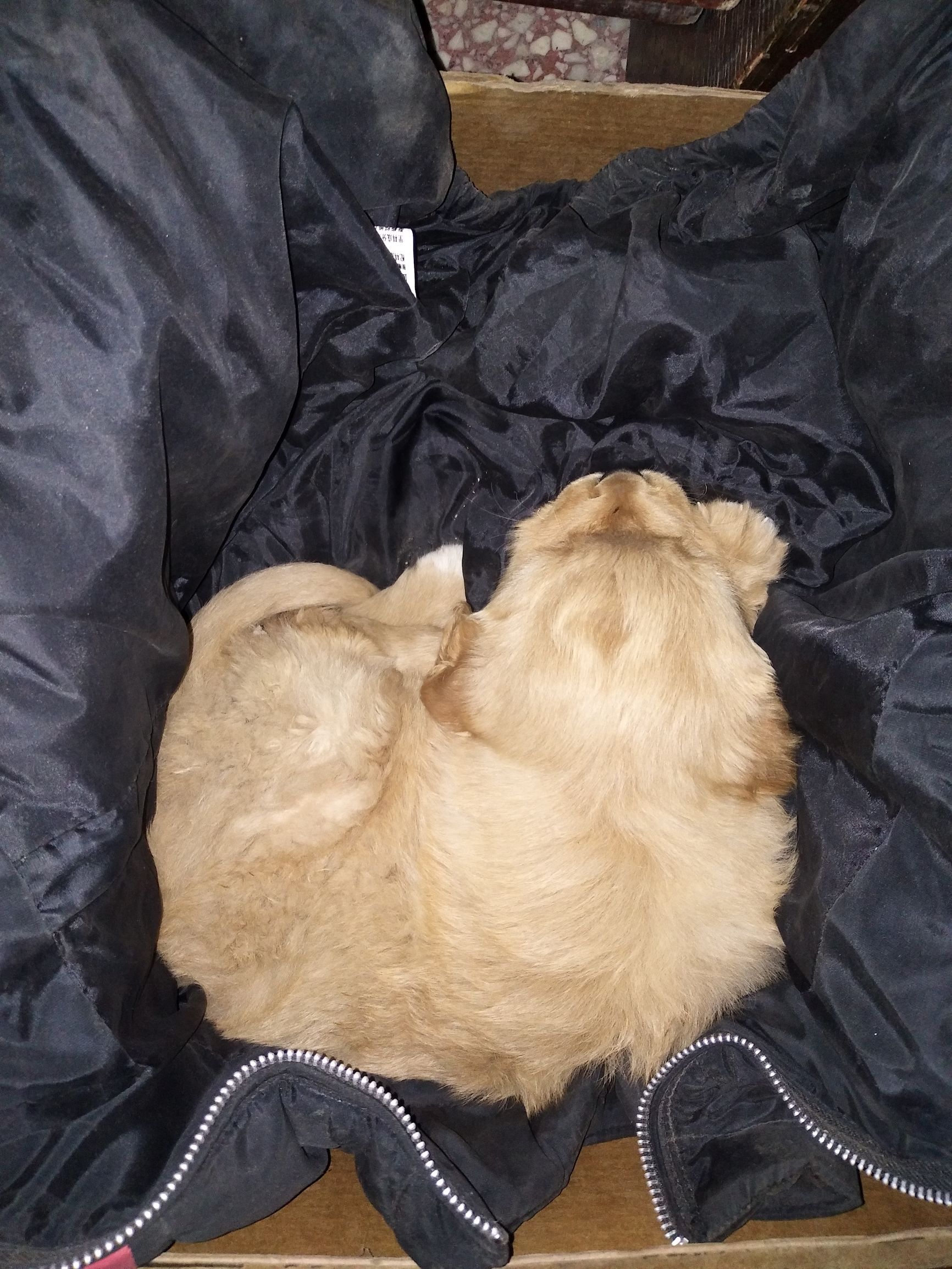 家里金毛老是咬泰迪怎么办,金毛太淘气是什么原因