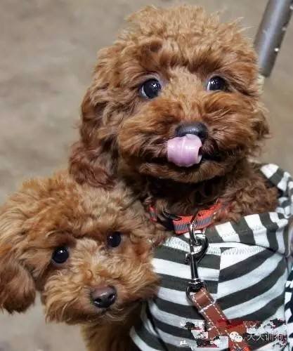 怎么让狗狗不要乱叫,怎么教狗狗不要乱叫