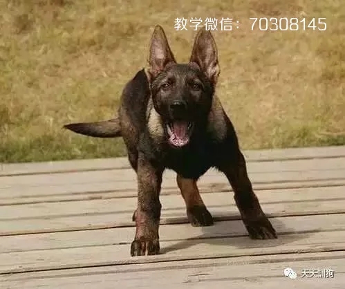 怎么让狗狗不要乱叫,怎么教狗狗不要乱叫