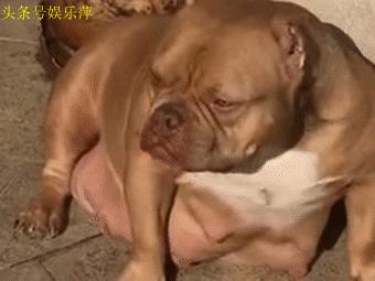 恶霸犬底盘本身就低,毫无疑问,哺乳期就别想动了