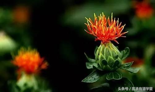 中药红花最多能喝多长时间,中药红花最佳使用方法