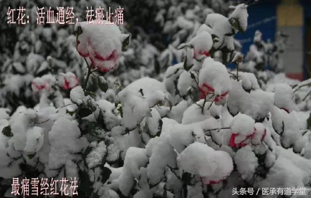 中药红花最多能喝多长时间,中药红花最佳使用方法