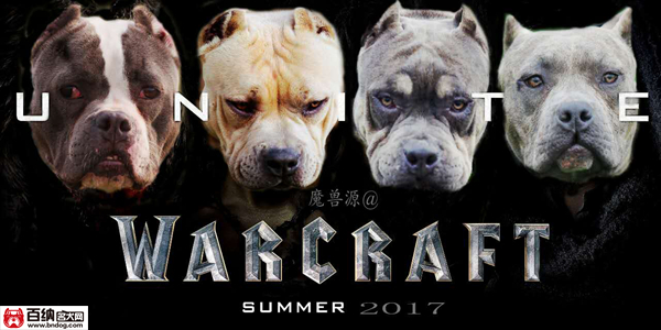 魔兽源犬舍“布兰妮”三岁震撼气质成就犬界恢弘传奇！