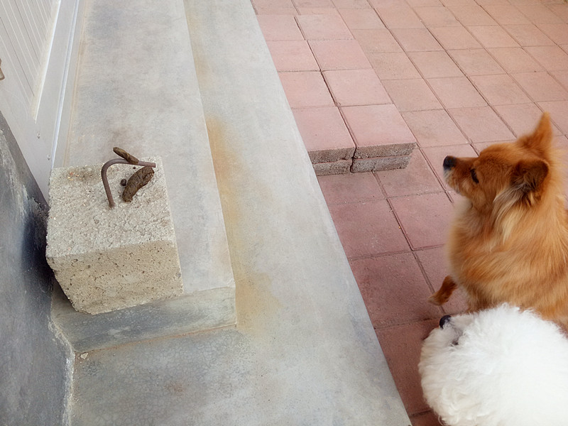 当我抬脚正要进屋时，目光突然被脚下一块顶门砖吸引了！