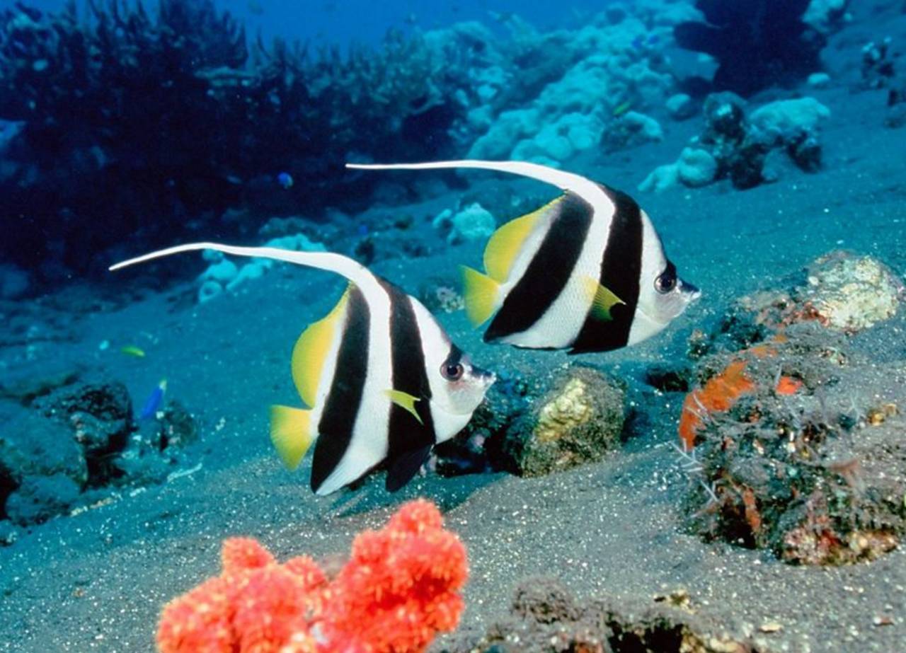 阳春三月，小萌高管们受邀齐飞诗巴丹参加“马布海洋日”~