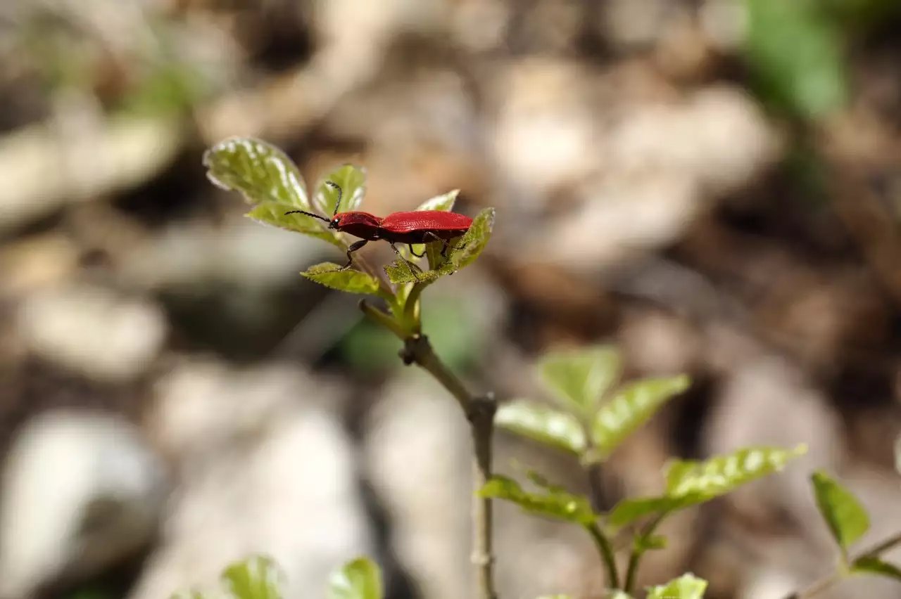 M4/3微单系统中,最适合摄影旅行的三款便携相机