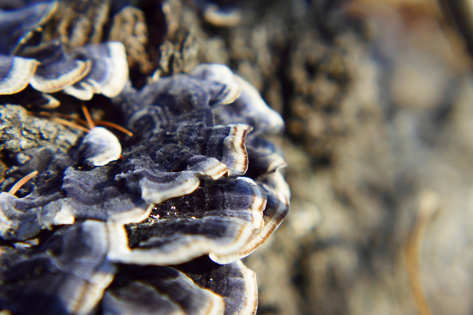 M4/3微单系统中,最适合摄影旅行的三款便携相机