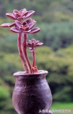 新手对多肉的忠告,多肉新手入门感受