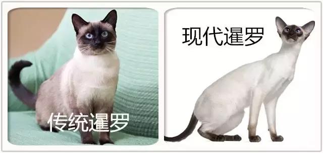 偷偷挖煤的暹罗猫,我家的暹罗猫脸不黑