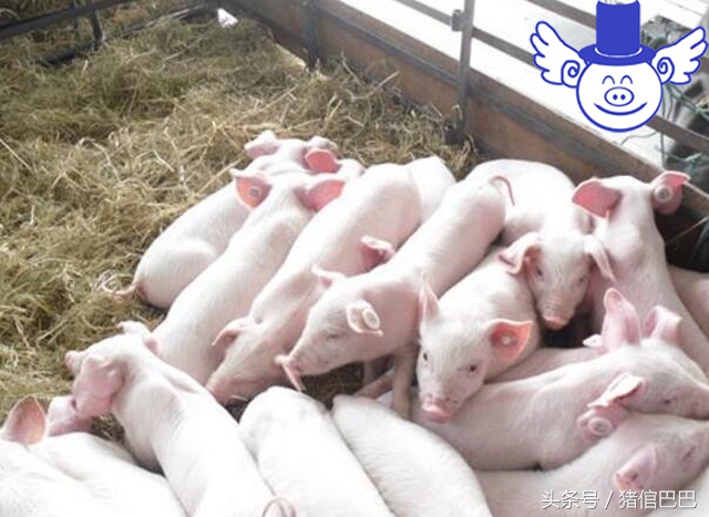 怎么挑选母猪奶量,如何鉴别母猪的皮薄厚