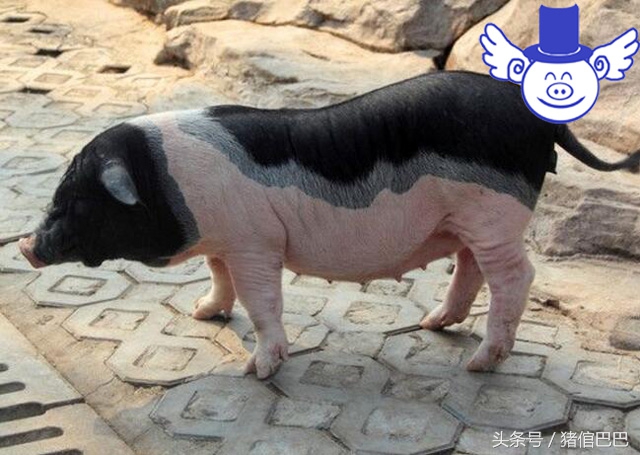 怎么挑选母猪奶量,如何鉴别母猪的皮薄厚