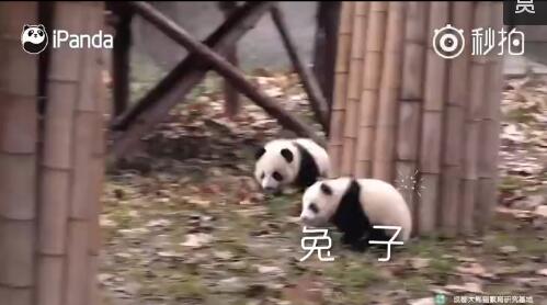 中国十大最火的外国网红,抖音百万网红姐弟抱大腿