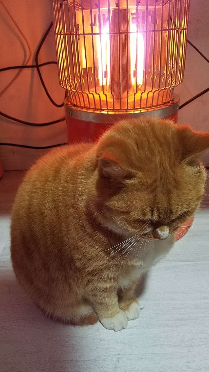 狗狗鼻子干是生病的前兆吗,狗狗鼻子变干什么情况