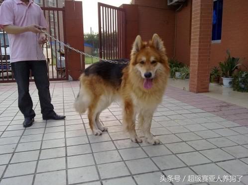 德牧串串的主要特征,那些让人匪夷所思的动物