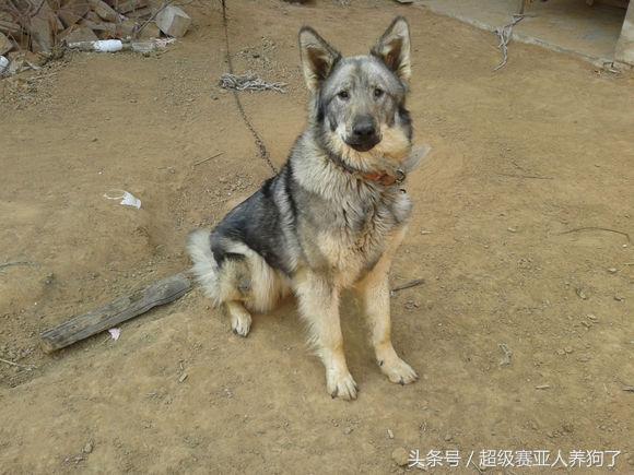 德牧串串的主要特征,那些让人匪夷所思的动物