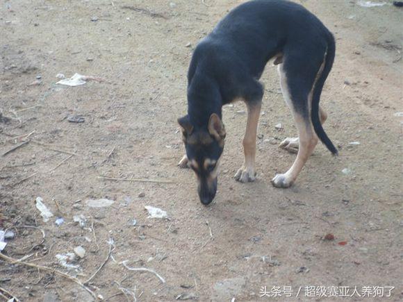 德牧串串的主要特征,那些让人匪夷所思的动物