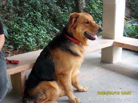 德牧串串的主要特征,那些让人匪夷所思的动物