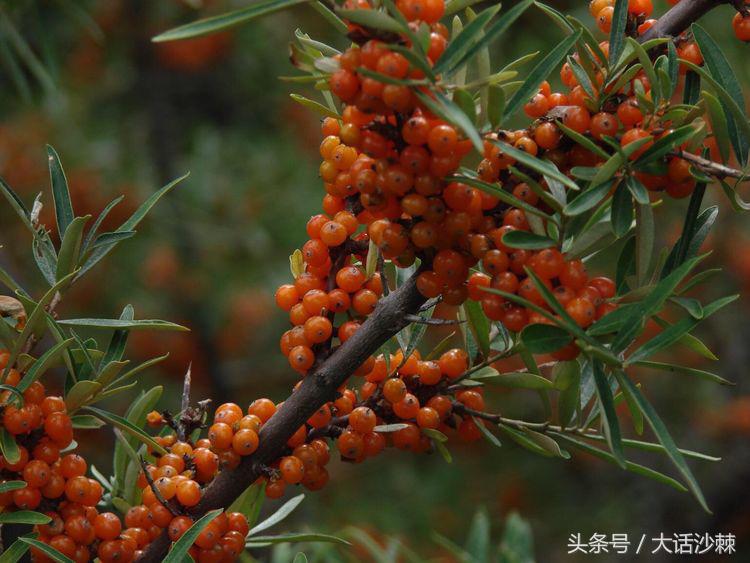 沙棘的故事和相关历史记载,黄金沙棘小镇的故事