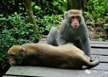 熊猫还是中国一级保护动物吗,秦金丝猴是国家一级保护动物