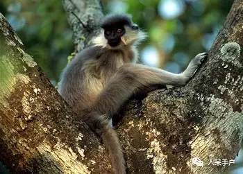 熊猫还是中国一级保护动物吗,秦金丝猴是国家一级保护动物