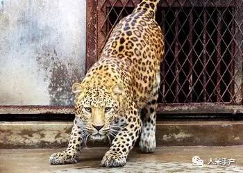 熊猫还是中国一级保护动物吗,秦金丝猴是国家一级保护动物